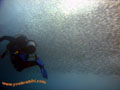 mergulhador no meio de um cardume de peixes